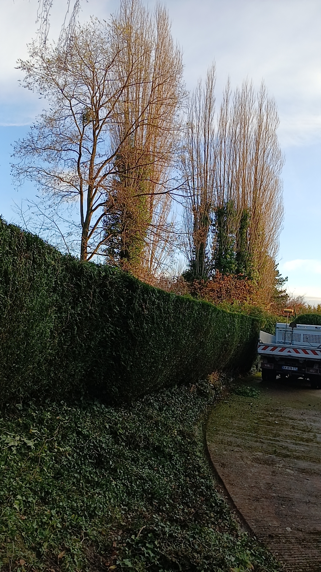 Jardin zen luxuriant avec point d'eau